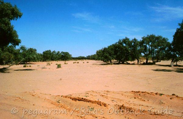 A wide and sandy creek bed A wide and sandy creek bed