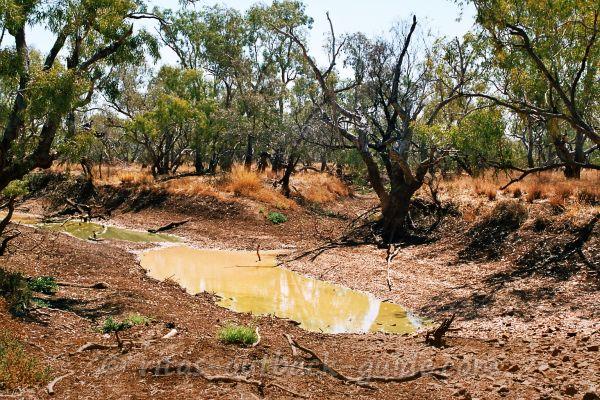 Waterhole surrounded by trees Waterhole surrounded by trees